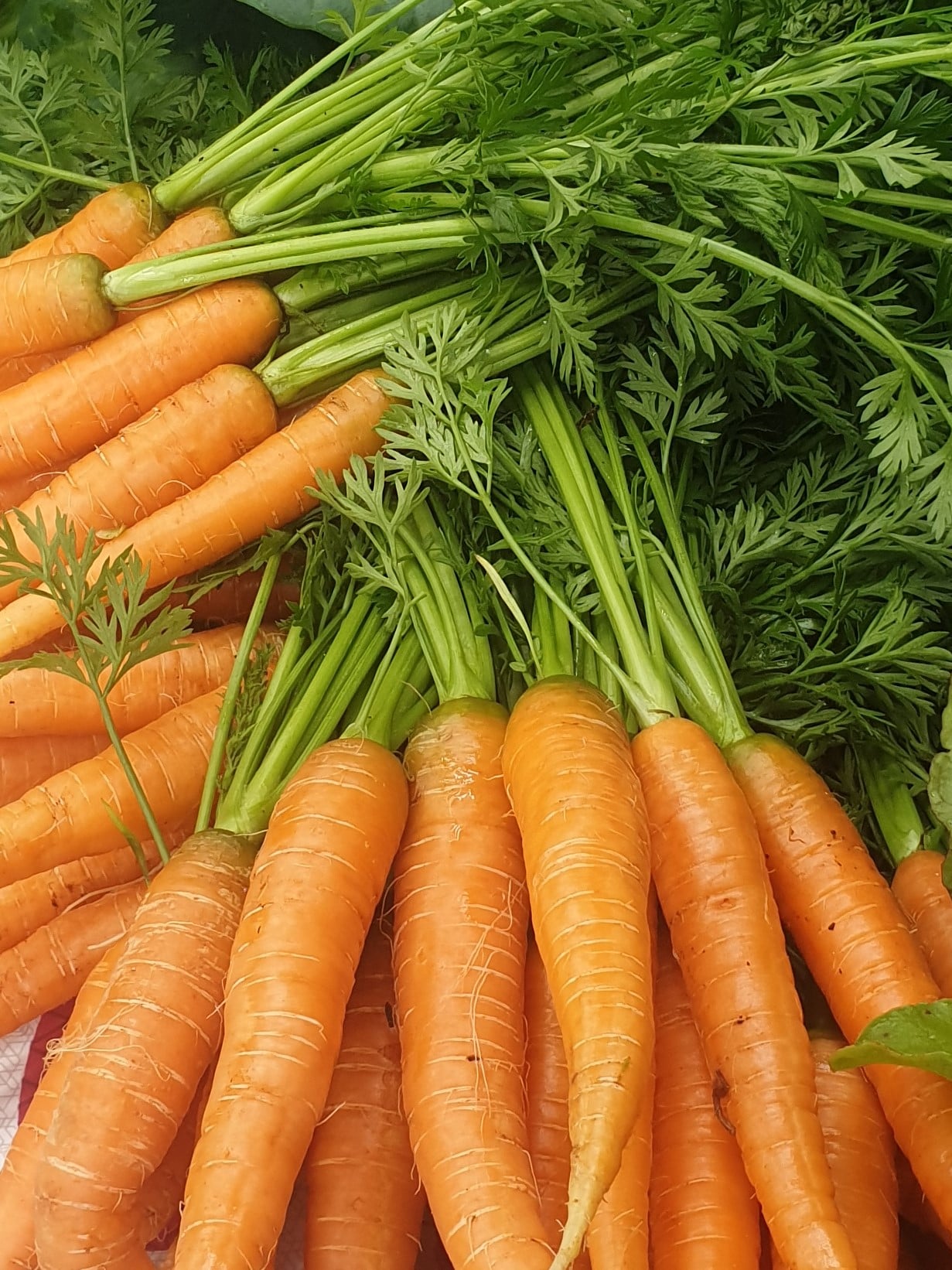 Carrots from Sean Nua Farm, County Cavan