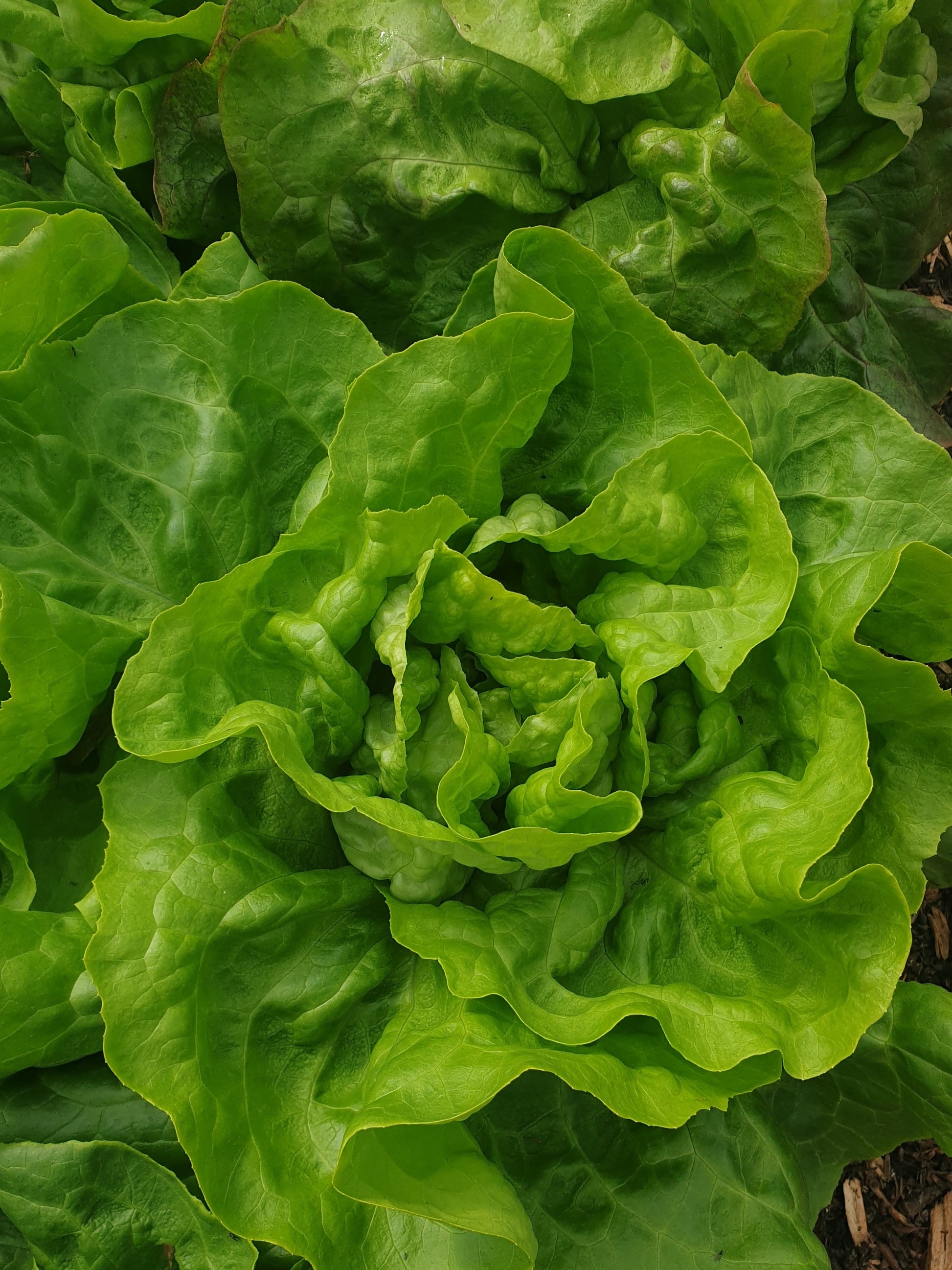 Green Lettuce from Sean Nua Farm, County Cavan