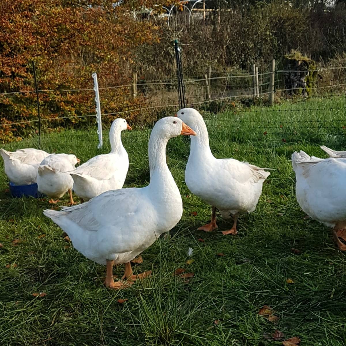 pasture raised free range goose SeanNua Farm