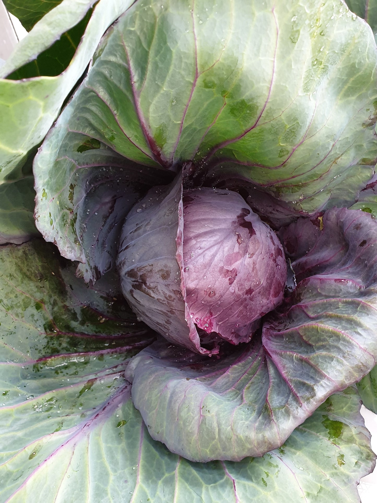 Red Cabbage from Sean Nua Farm County Cavan