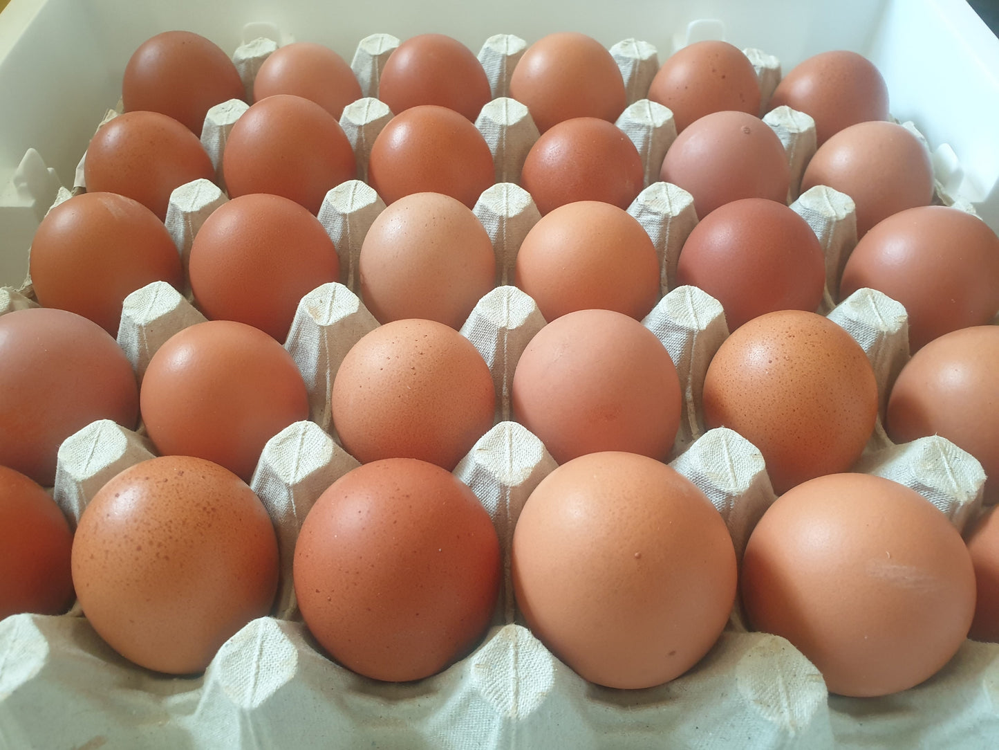 Pasture Raised Eggs From hens fed on GMO & chemical free feed